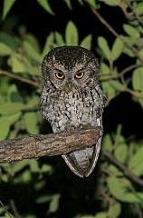 Whiskered Screech-Owl